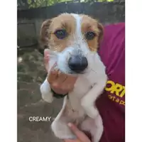 Foto dell\'animale COMUNE DI SALERNO - 380260044581043