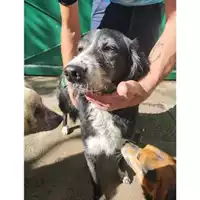 Foto dell\'animale COMUNE DI SALERNO - 380260044580293
