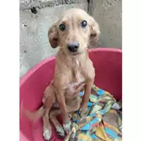 Foto dell\'animale COMUNE SAN MANGO PIEMONTE - 380260044580387