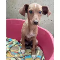 Foto dell\'animale COMUNE SAN MANGO PIEMONTE - 380260044580784