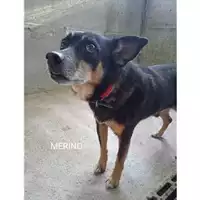 Foto dell\'animale COMUNE DI SALERNO - 380260044580939