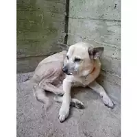 Foto dell\'animale COMUNE DI SALERNO - 380260043968594