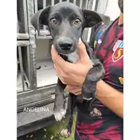 Foto dell\'animale COMUNE DI SALERNO - 380260044580872