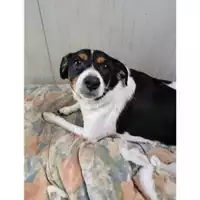 Foto dell\'animale COMUNE DI SALERNO - 380260101371527