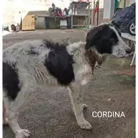 Foto dell\'animale COMUNE DI SALERNO - 380260044581108