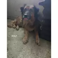 Foto dell\'animale COMUNE DI SALERNO - 380260000259459