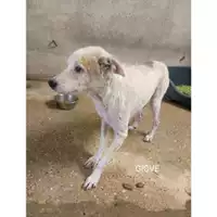 Foto dell\'animale COMUNE DI SALERNO - 380260044580373