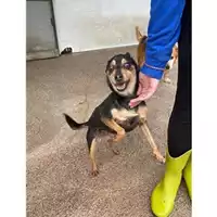 Foto dell\'animale COMUNE DI SALERNO - 380260044581073