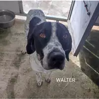 Foto dell\'animale COMUNE DI SALERNO - 380260170236635