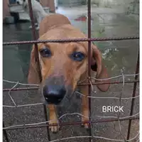 Foto dell\'animale COMUNE DI SALERNO - 380260044580489