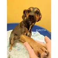 Foto dell\'animale COMUNE DI SALERNO - 380260044580430