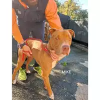 Foto dell\'animale COMUNE DI SALERNO - 380260044814197