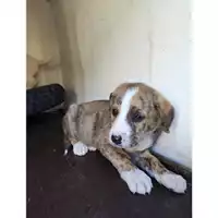 Foto dell\'animale COMUNE DI SALERNO - 380260044805405