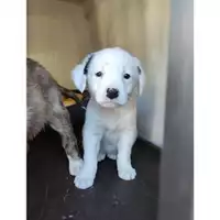 Foto dell\'animale COMUNE DI SALERNO - 380260044805585