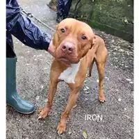 Foto dell\'animale COMUNE DI SALERNO - 380260160129102