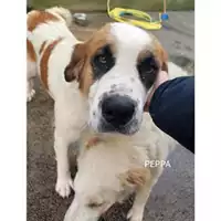 Foto dell\'animale COMUNE DI PELLEZZANO - 380260044580160