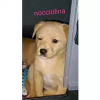 Foto dell\'animale COMUNE DI SALERNO - 380260170225687