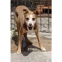 Foto dell\'animale COMUNE DI EBOLI - 380260040034345
