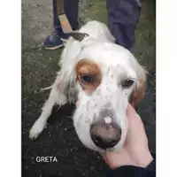 Foto dell\'animale COMUNE DI SALERNO - 380260044814114