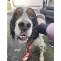 Foto dell\'animale COMUNE DI SALERNO - 380260044813330