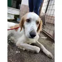 Foto dell\'animale COMUNE DI SALERNO - 380260044814134