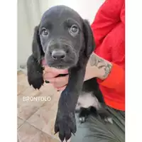 Foto dell\'animale COMUNE DI SALERNO - 380260044806176