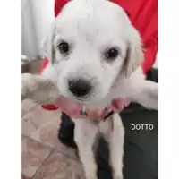 Foto dell\'animale COMUNE DI SALERNO - 380260044814099