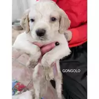 Foto dell\'animale COMUNE DI SALERNO - 380260170225840