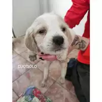 Foto dell\'animale COMUNE DI SALERNO - 380260044805614