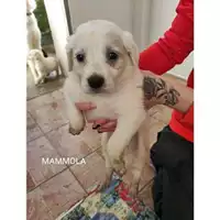 Foto dell\'animale COMUNE DI SALERNO - 380260170225845