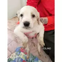 Foto dell\'animale COMUNE DI SALERNO - 380260170225671