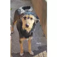Foto dell\'animale COMUNE DI SALERNO - 380260044813350
