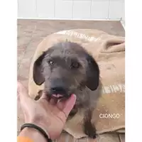 Foto dell\'animale COMUNE DI SALERNO - 380260170225859