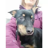 Foto dell\'animale COMUNE DI SALERNO - 380260170225852