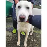 Foto dell\'animale COMUNE DI SALERNO - 380260004365896