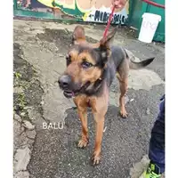 Foto dell\'animale COMUNE DI SALERNO - 380260170225694