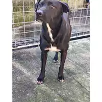 Foto dell\'animale COMUNE DI SALERNO - 380260170225691