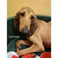 Foto dell\'animale COMUNE DI SALERNO - 380260170225685