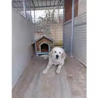 Foto dell\'animale COMUNE DI SALERNO - 380260170225695