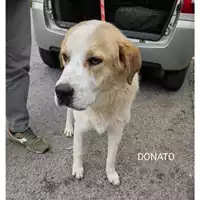 Foto dell\'animale COMUNE DI SALERNO - 380260170225611