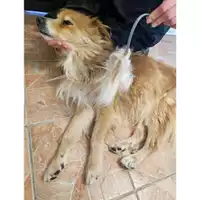 Foto dell\'animale COMUNE DI SALERNO - 380260170226029