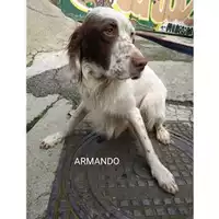 Foto dell\'animale COMUNE DI SALERNO - 380260170226024