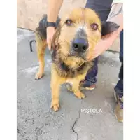 Foto dell\'animale COMUNE DI SALERNO - 380260170225682