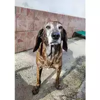 Foto dell\'animale COMUNE DI SALERNO - 380260170225688