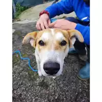Foto dell\'animale COMUNE DI SALERNO - 380260170225696
