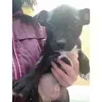 Foto dell\'animale COMUNE DI SALERNO - 380260170225686