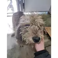 Foto dell\'animale COMUNE DI SALERNO - 380260044669290