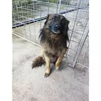 Foto dell\'animale COMUNE DI SALERNO - 380260170226082