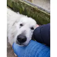 Foto dell\'animale COMUNE DI SALERNO - 380260170225684
