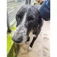 Foto dell\'animale COMUNE DI SALERNO - 380260170226080
